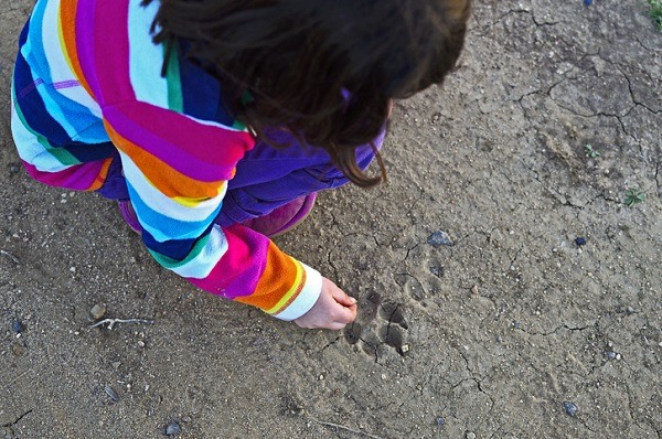 animal tracking with children