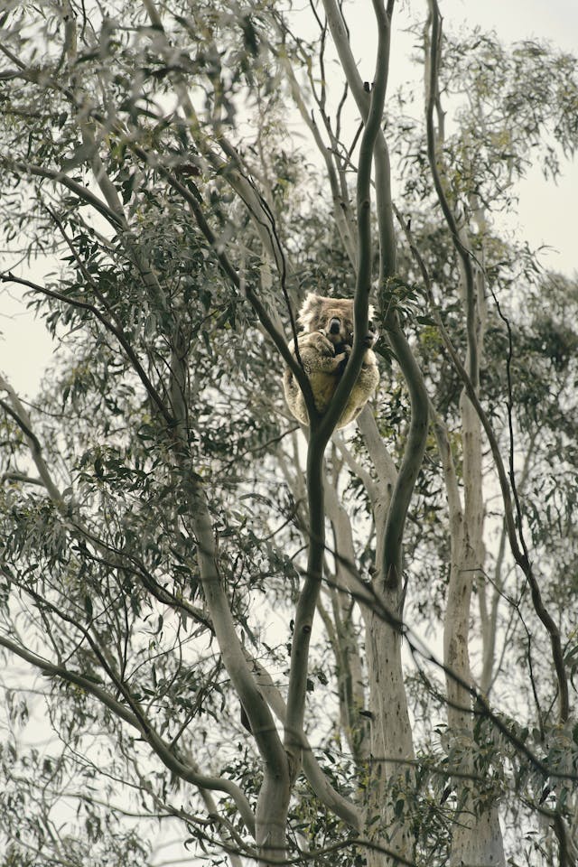 nature observation for children in australia