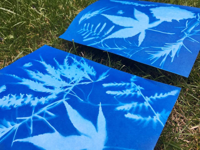 nature sun prints with children